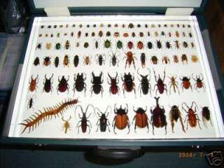 100 Insect Specimen Collection Set(Beetle, Bug, Spider)  