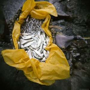 Yellow Plastic Bag Full of Fresh Fish on Back of Bicycle, Stone Town 