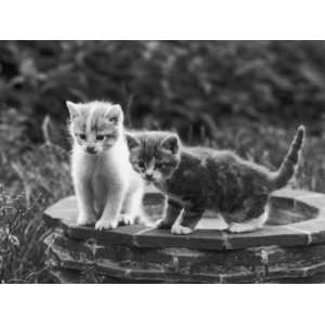  Two Kittens Stand in a Bird Bath Watching Something in the 
