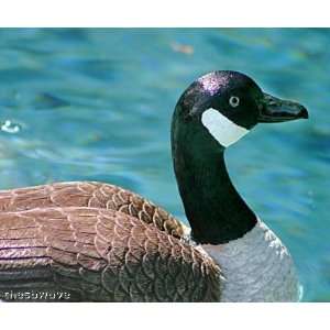    Large Floating Canadian Goose for pool or pond