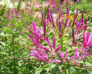 Cleome Spider Flower Cats Whiskers Plant 150+ Seeds  
