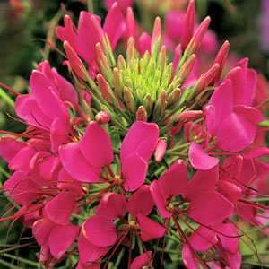 GIANT ROSE QUEEN CLEOME/SPIDER FLOWER SEEDS / PERENNIAL  