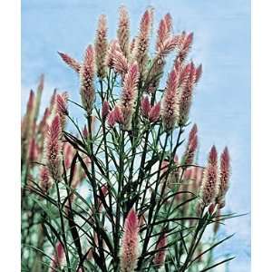  Celosia, Flamingo Feather 1 Pkt. (100 Seeds) Patio, Lawn 