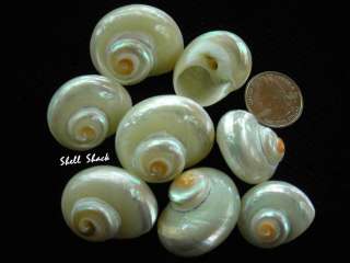 CRAFT SHELLS   24 Pearl Turbo Cinnerus Seashells 1   1 1/4   FREE 