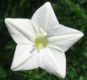 HUMMINGBIRD* WHITE CYPRESS VINE *5 seeds*rare*#1194 A  