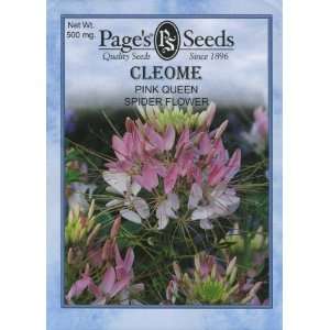  Cleome, Pink Queen Patio, Lawn & Garden