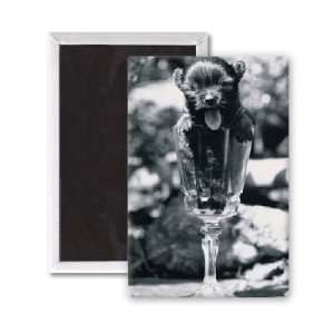  Cute Chihuahua puppy in a wine glass May   3x2 inch 