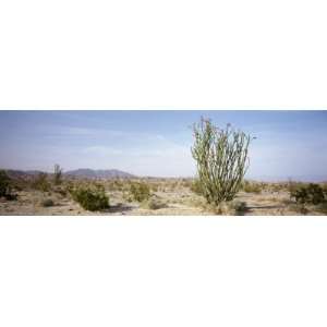  Plants in the Desert, Anza Borrego State Park, California 