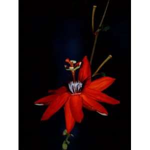 Red Passion Flower, Wilson Botanical Gardens, Costa Rica Photographic 