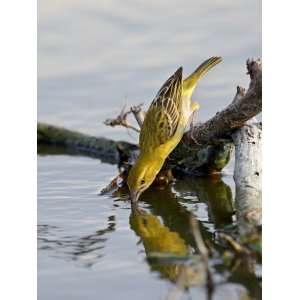  Female Lesser Masked Weaver (Ploceus Intermedius) Drinking 