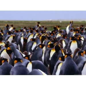  King Penguins (Aptenodytes Patagonicus) Colony, Falkland 