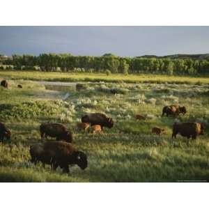  Bison (Bison Bison) Graze on Grasslands in the Park 