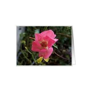  Pinky Pink Single Rose Blank Card Note Card Card Health 