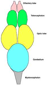 Anatomical diagram showing the pairs of olfactory, telencephalon, and 