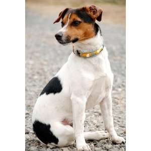  Dublin Dog Urban Hunter Collar   Medium 12.5 17 Pet 