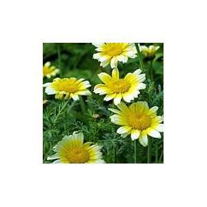  Organic Shungiku Edible Chrysanthemum 115 Seeds Patio, Lawn & Garden