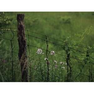Wildflowers and Vines Growing in an Old Fence Topped with Barbed Wire 