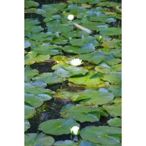   By Buyenlarge Lily Row 12x18 Giclee on canvas