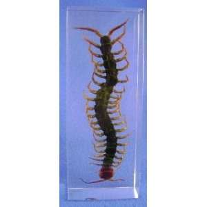  Centipede   Real Insect Desk Top Display 
