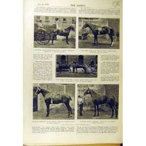  1895 Harness Horse Hack Tandem Hunter Islington Show