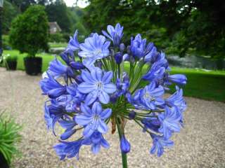   BLUE GLOBE~PERENNIAL AGAPANTHUS PLANT BULB,STUNNING 5 FLOWER  