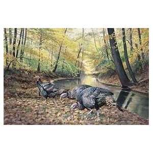  Jim Kasper   Acorn Hunt   Wild Turkeys