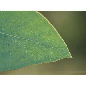 The Backlit Detail of a Eucalypt Gum Leaf and Delicate Veins, Bunyip 