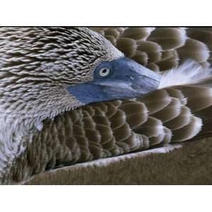  Close up of a Blue Footed Booby, Sula Nebouxii, Grooming 
