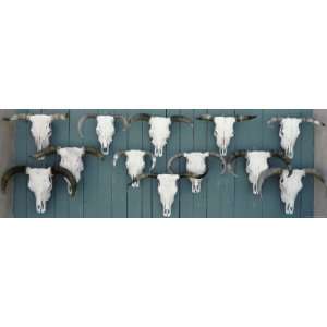 Cow Skulls Hanging on Planks, Taos, New Mexico, USA Photographic 