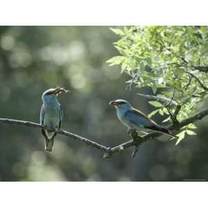  A Pair of Roller Birds Eat Insects While Perched on a Tree 