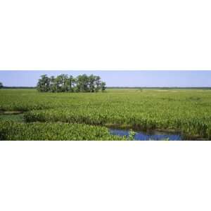 Wetland, Jean Lafitte National Historical Park and Preserve, New 