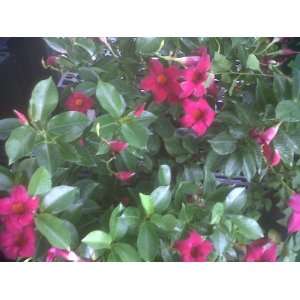 com Mandevilla Dipladenia Red Flowering   Blooms Large Red Flowers 