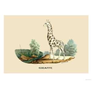  Giraffe Giclee Poster Print by E.f. Noel, 24x32