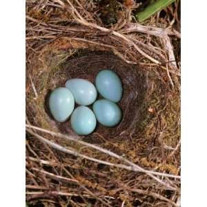 Hedge Sparrow / Dunnock, Nest with Five Eggs, UK Premium Poster Print 