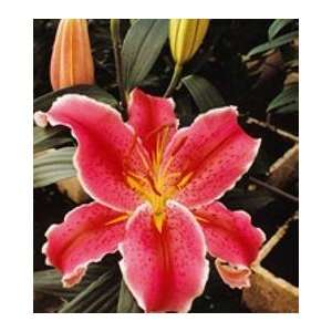  1 La Mancha Oriental Lily   14 16cm size bulbs Patio 