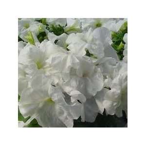  280 Petunia Limbo White Live Flower Plant Wholesale Patio 