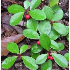  Live Wintergreen Teaberry Plants for Fairy Garden 