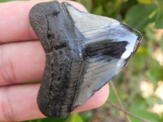 Megalodon fossil shark tooth teeth **THIS ONES YOURS**  