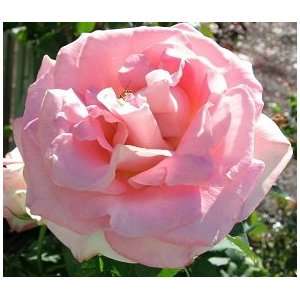  Falling in Love Rose Seeds Packet Patio, Lawn & Garden