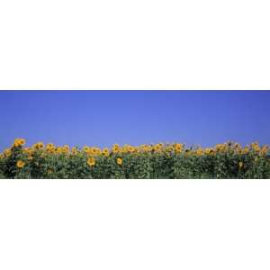  View of Blossoms in a Sunflower Field, Marion County 