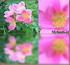 10 Prairie Wild Rose Seeds FRAGRANT WILDFLOWER SEEDS ~